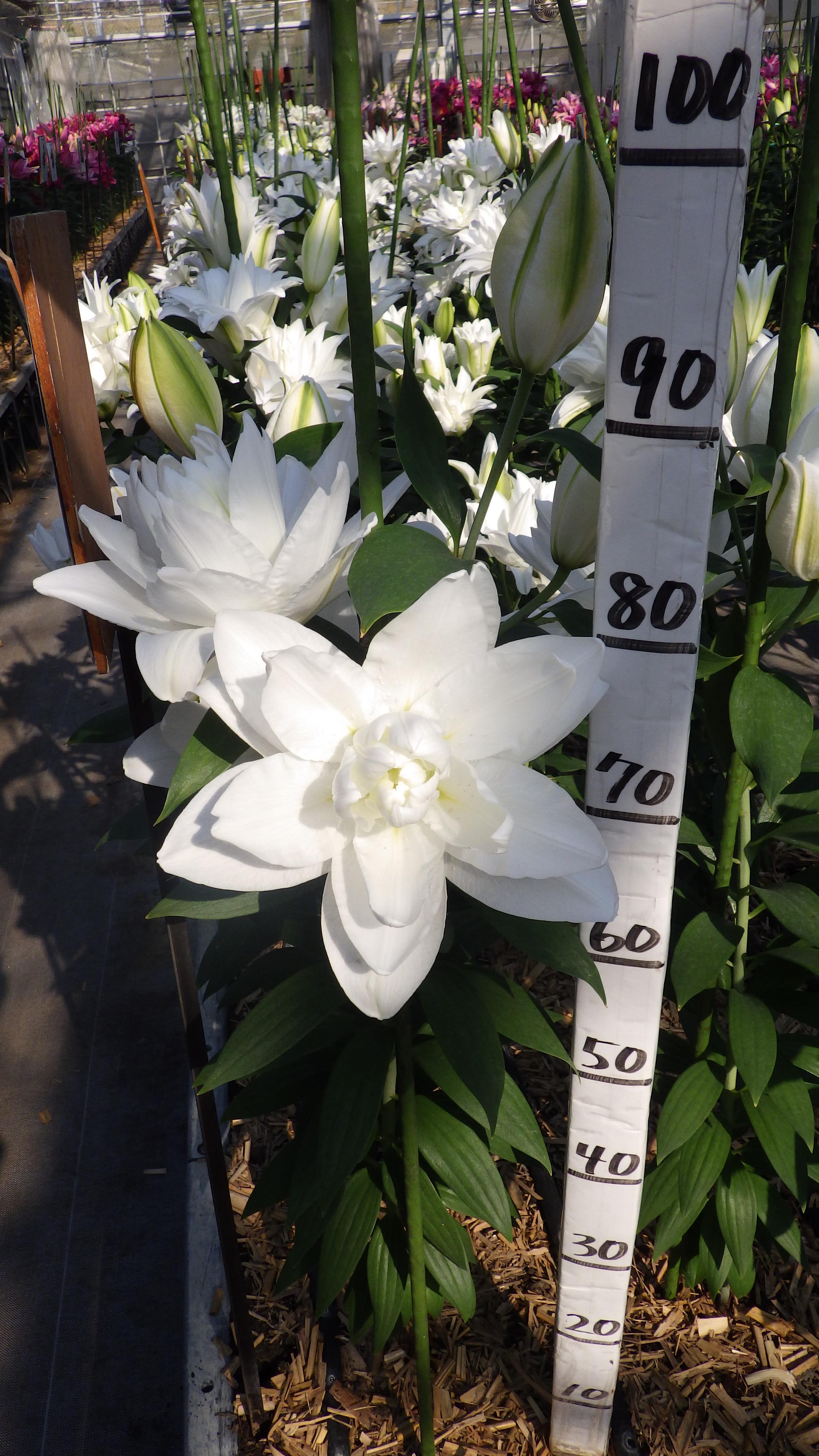 スノーピーク（八重）